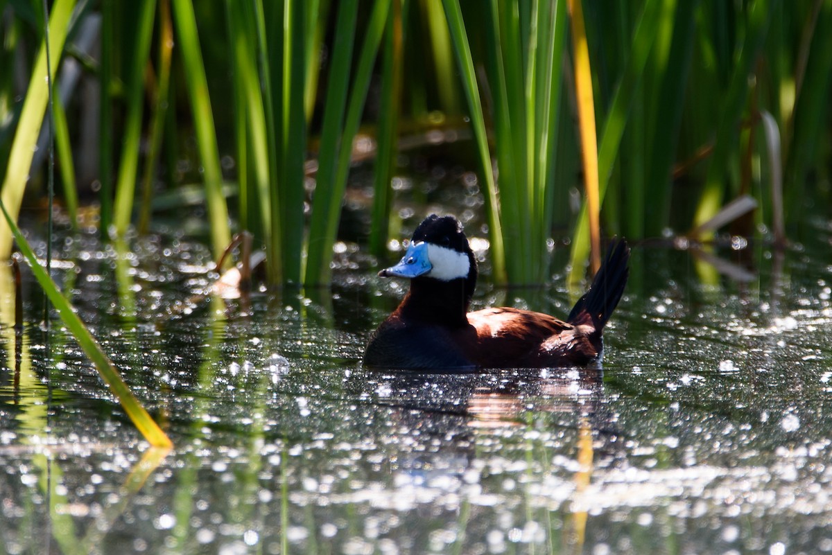 Савка американська - ML646886605