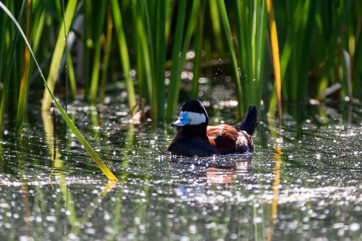 Савка американська - ML646886606