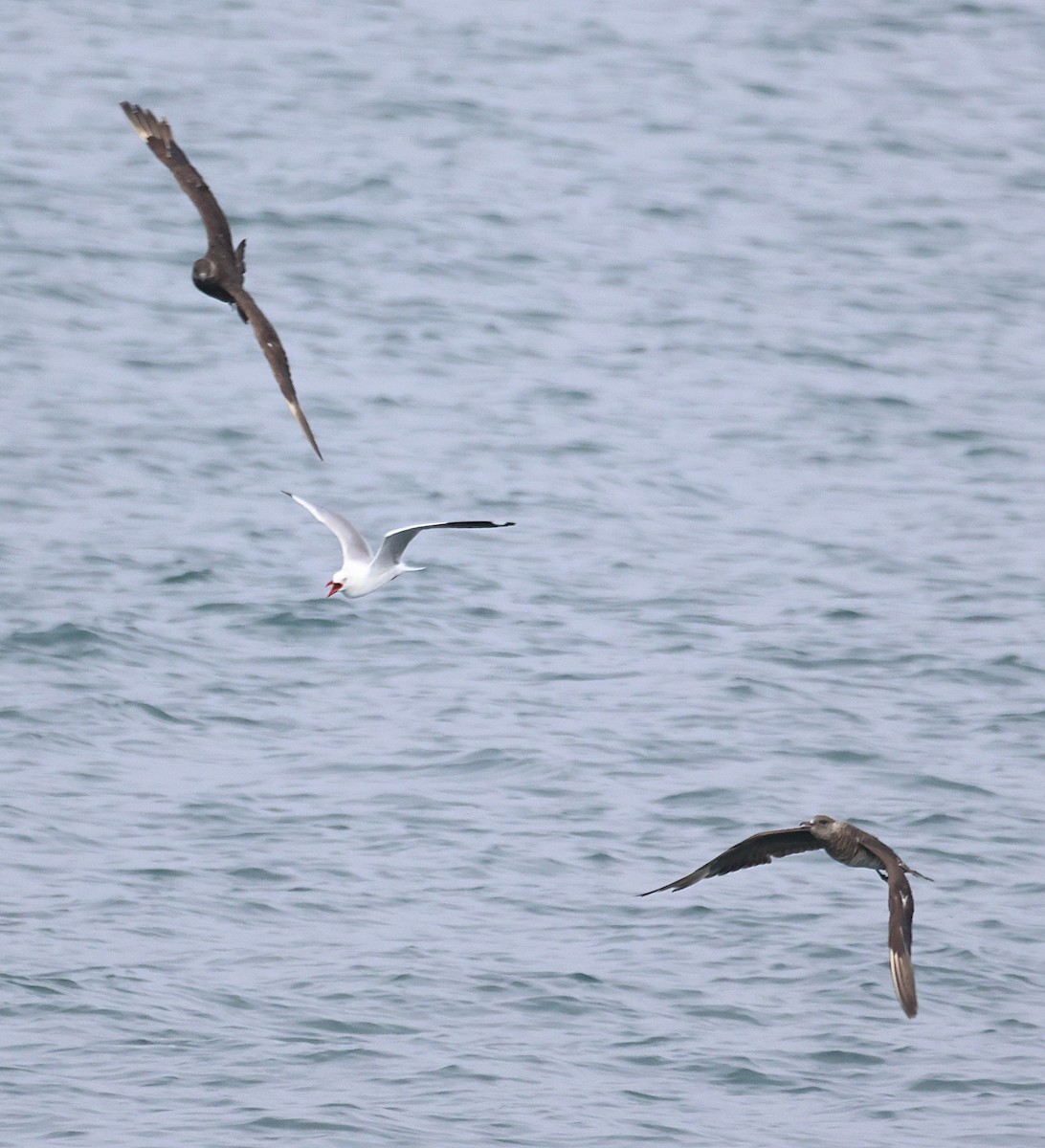 Поморник короткохвостий - ML646886607