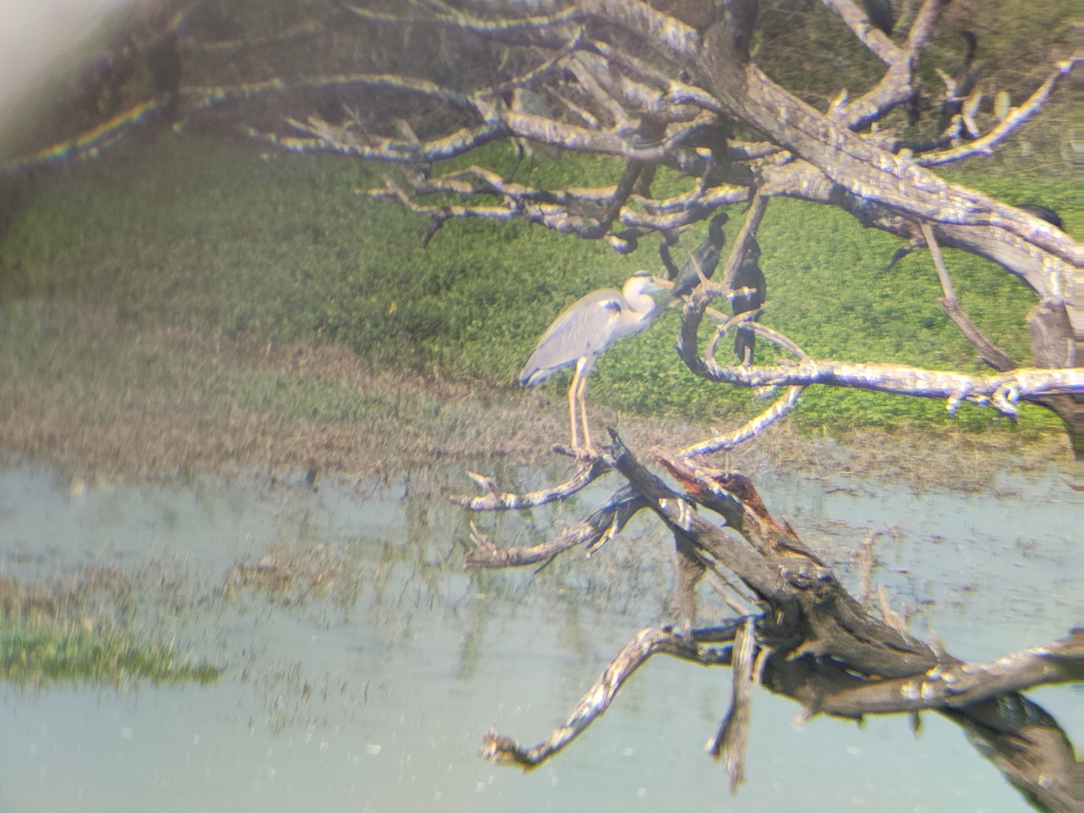 Gray Heron - ML646886611