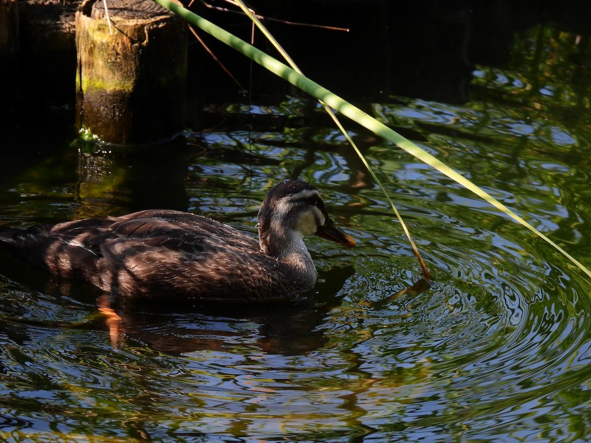 Eastern Spot-billed Duck - ML646886613