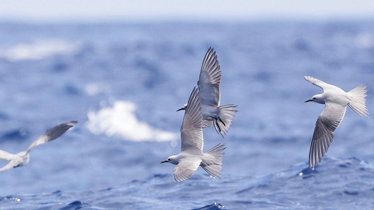 Gray Noddy - ML646886614