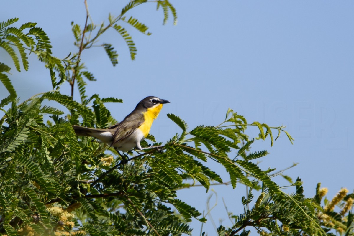 Ictérie polyglotte - ML646886615