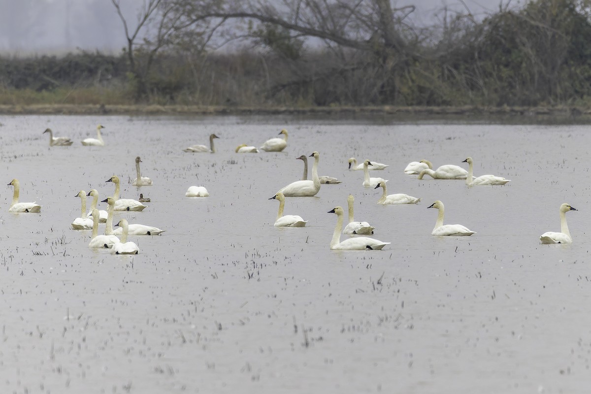 Beltxarga txistularia - ML646886616