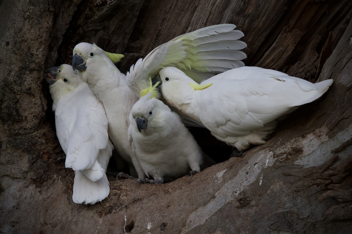 Sulphur-crested Cockatoo - ML646886618