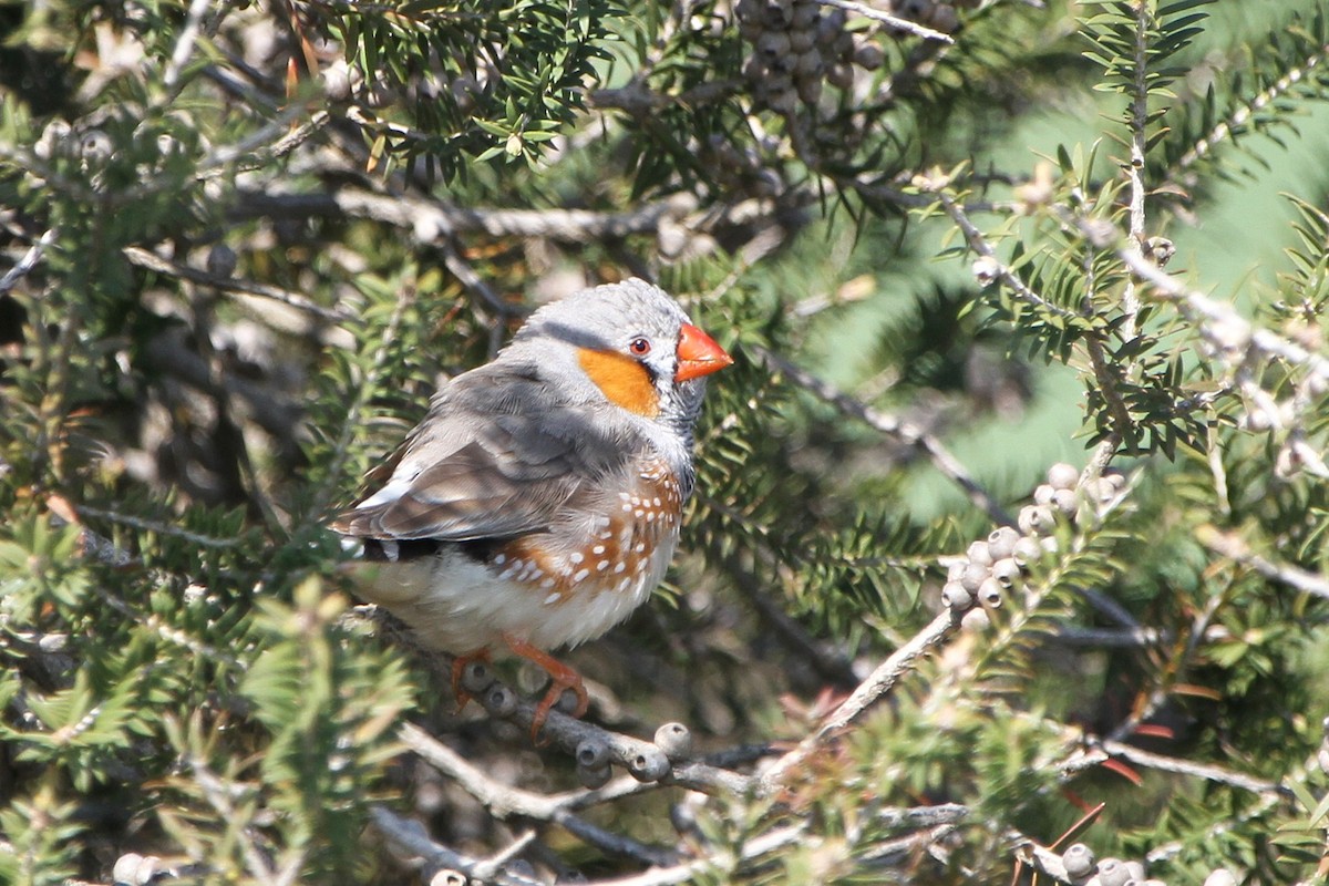 Diamante Cebra (australiano) - ML646886619