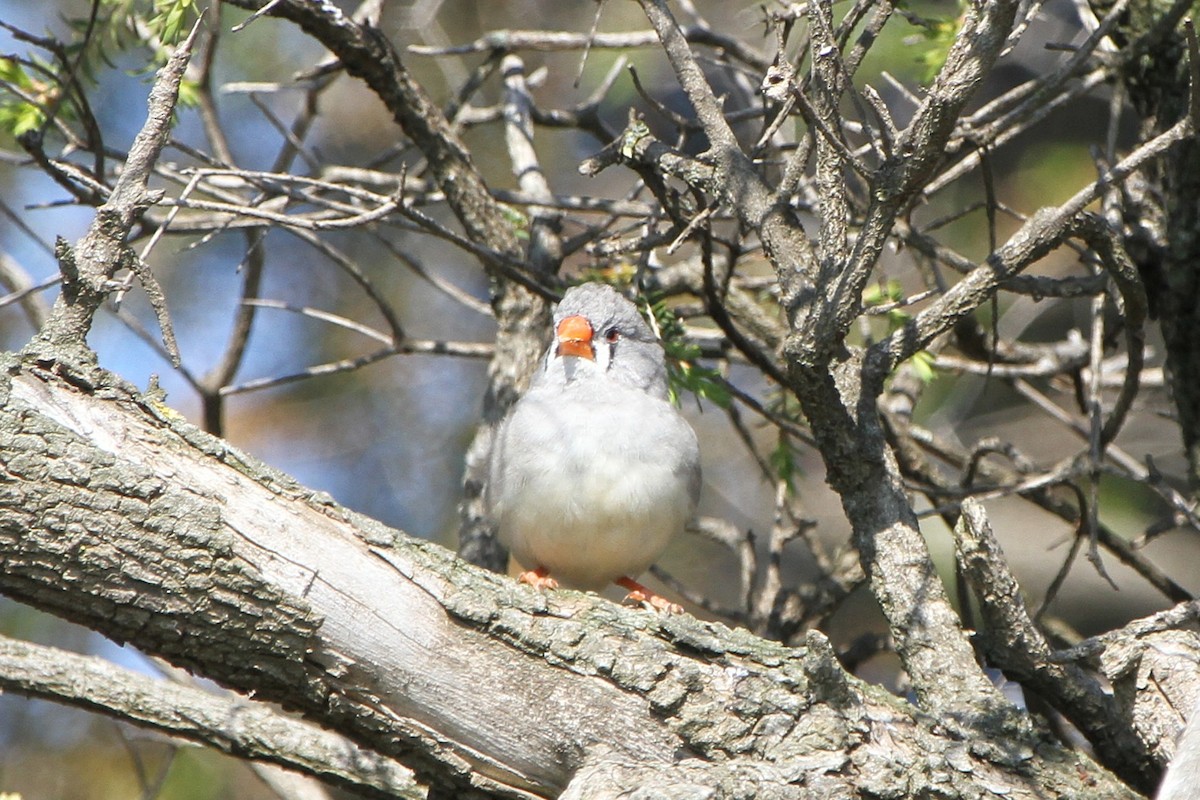 Diamante Cebra (australiano) - ML646886621