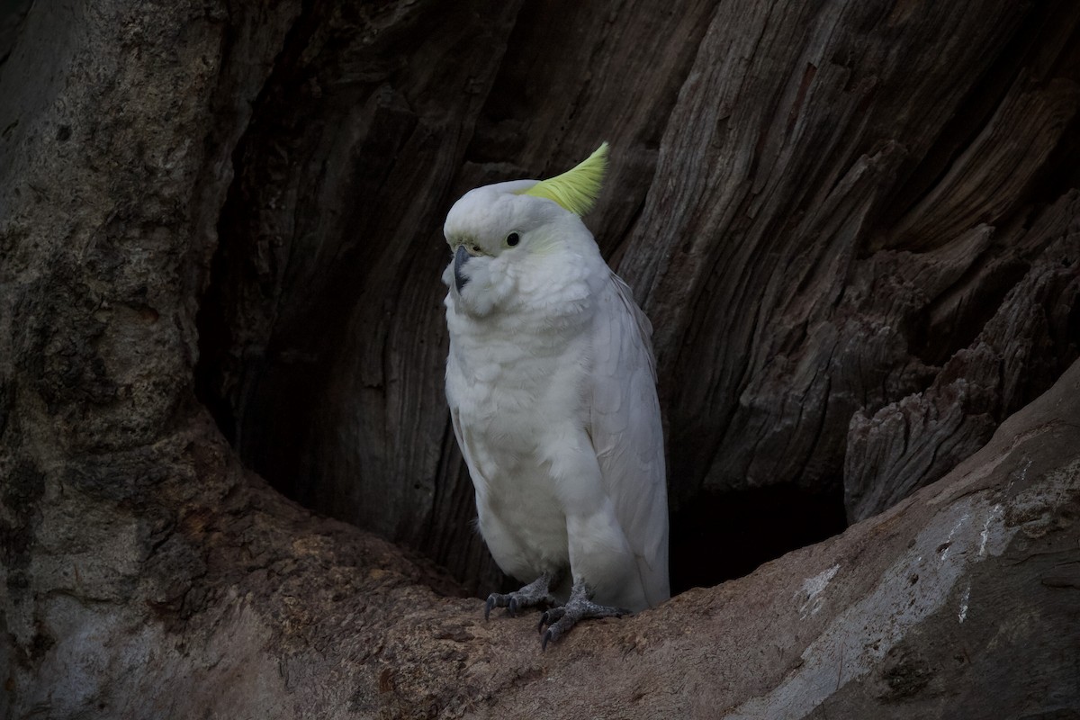 Sulphur-crested Cockatoo - ML646886622