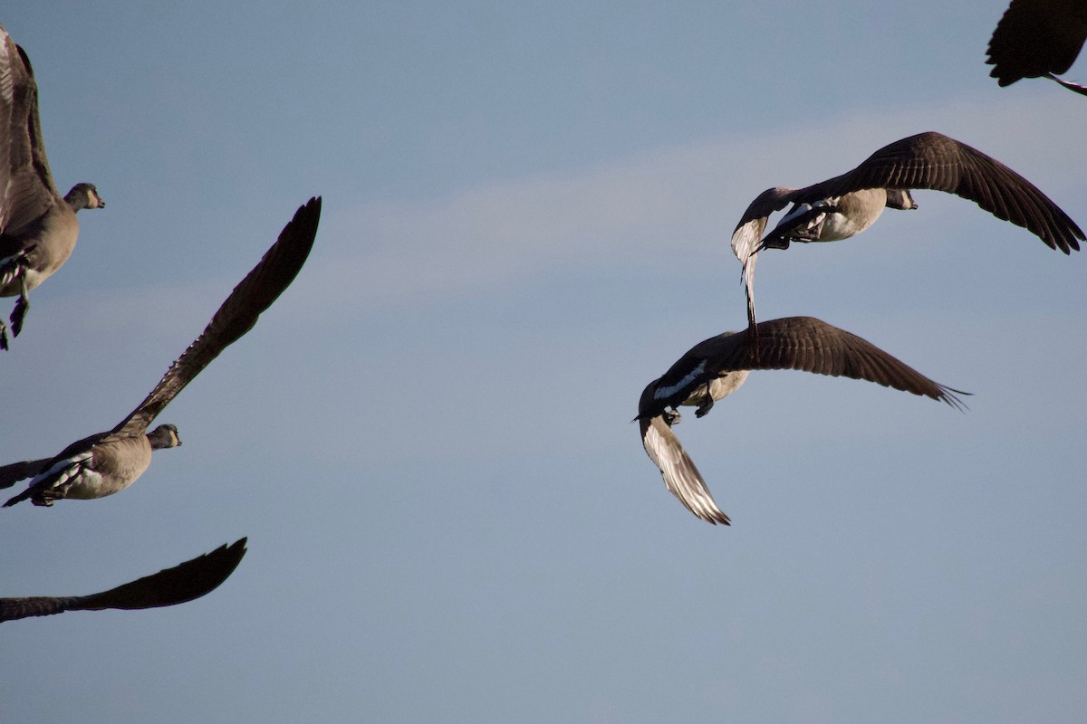 Cackling Goose (Aleutian) - ML646886623