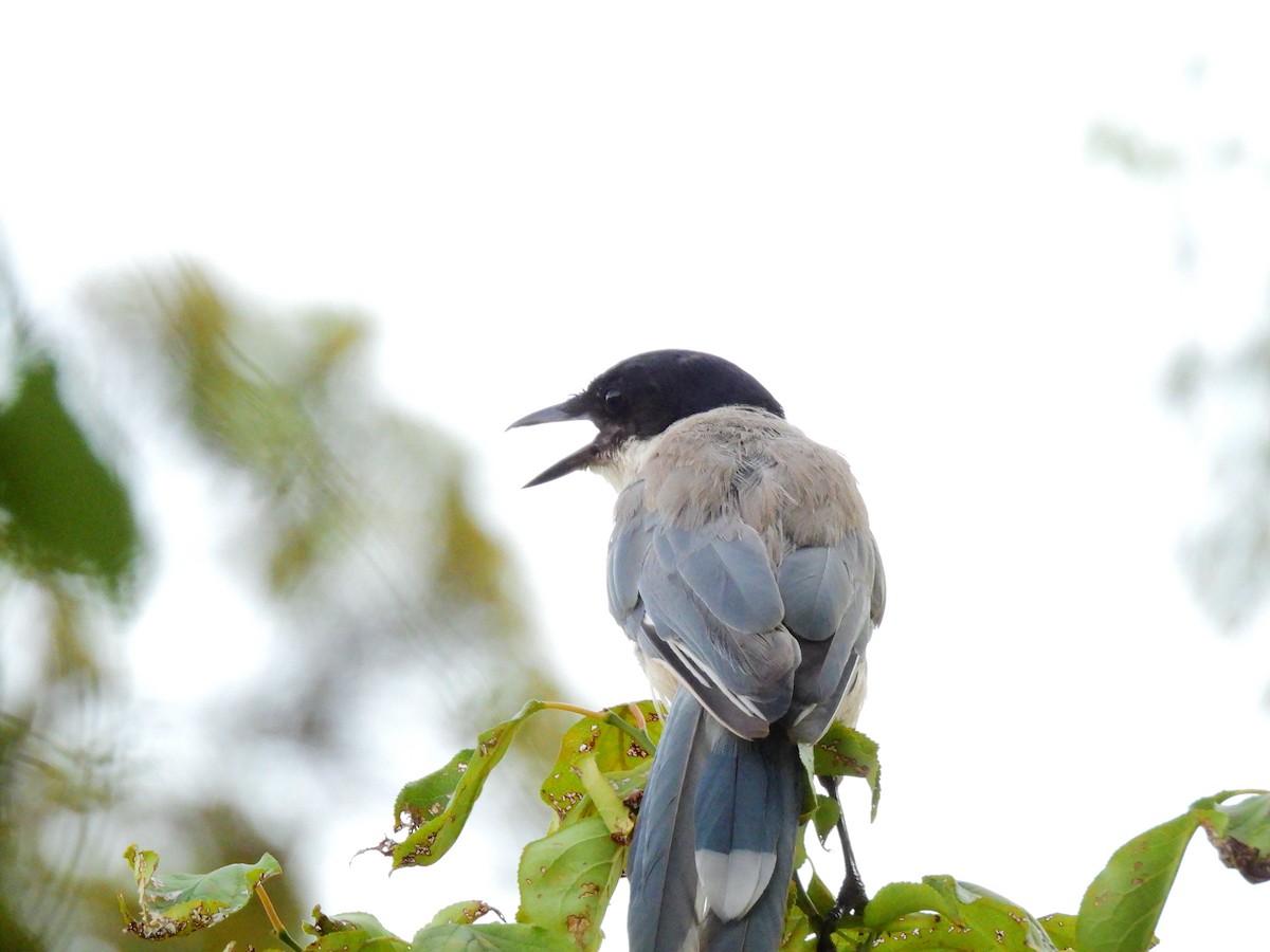 Azure-winged Magpie - ML646886624
