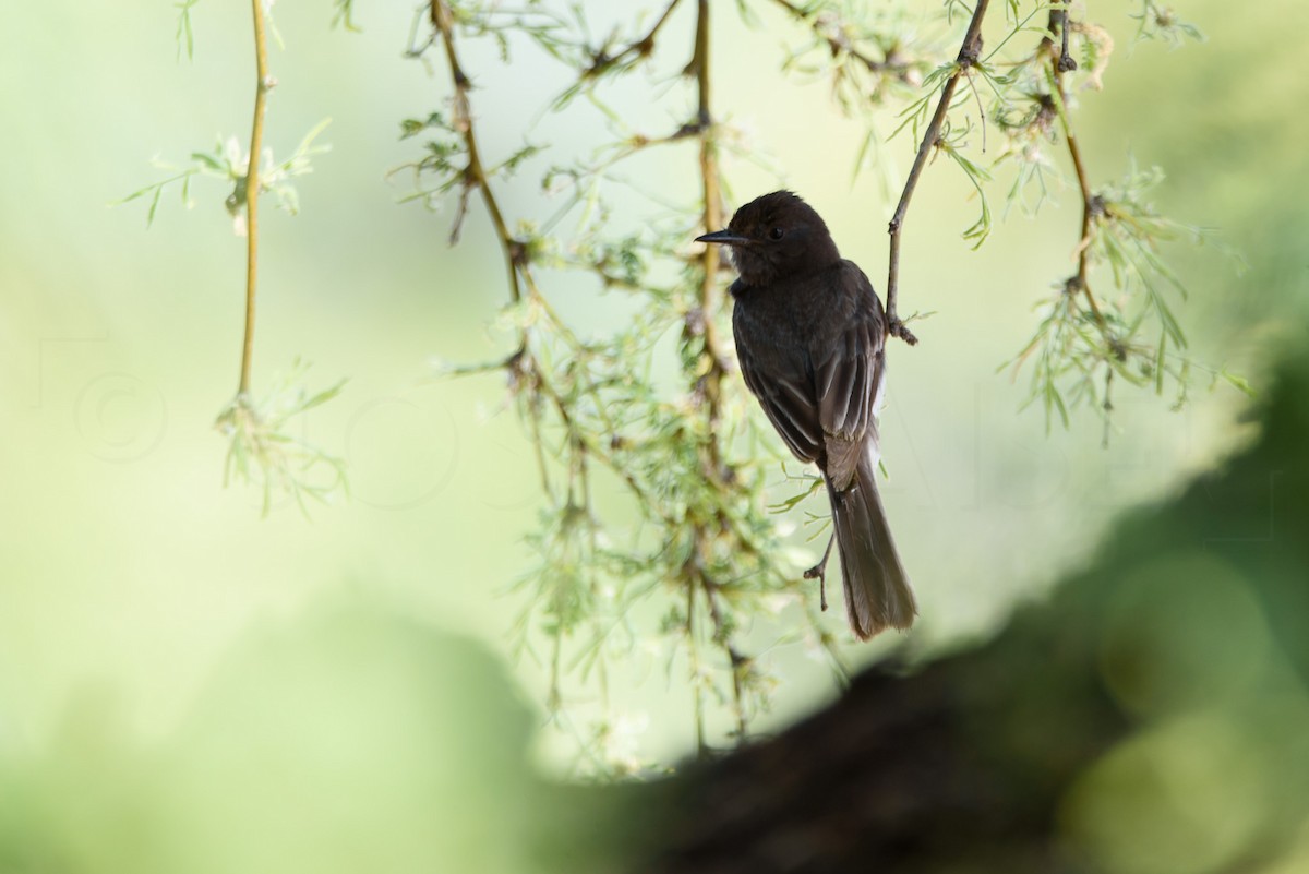 Black Phoebe - ML646886625