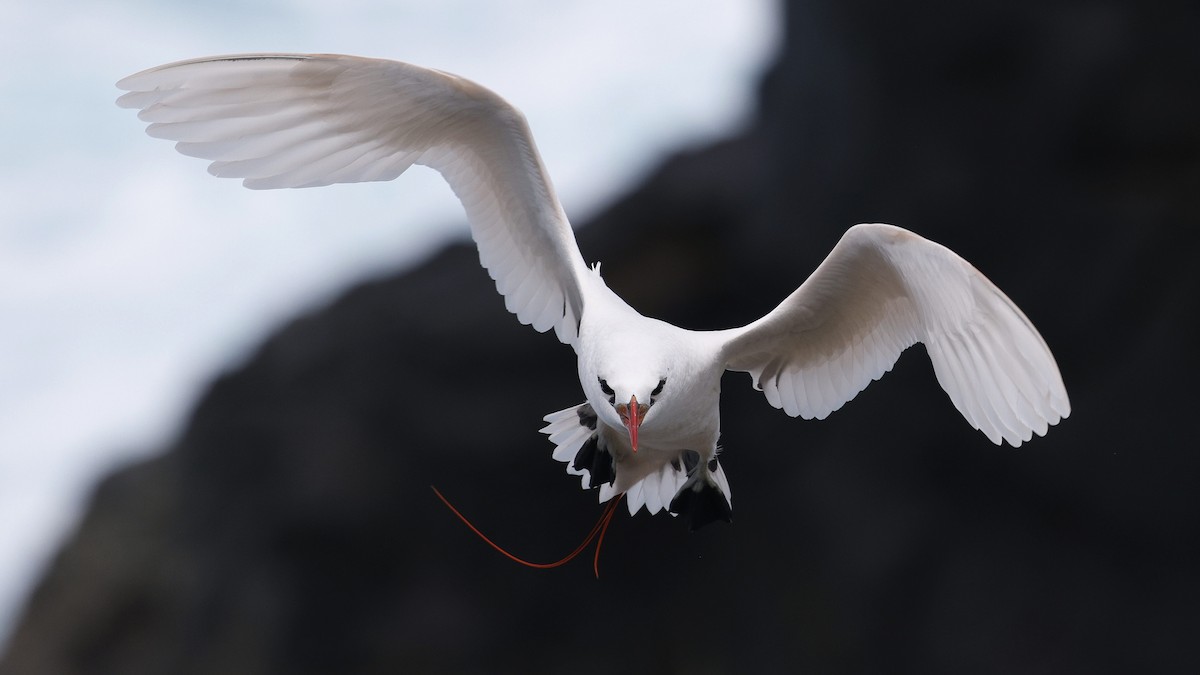 Red-tailed Tropicbird - ML646886626