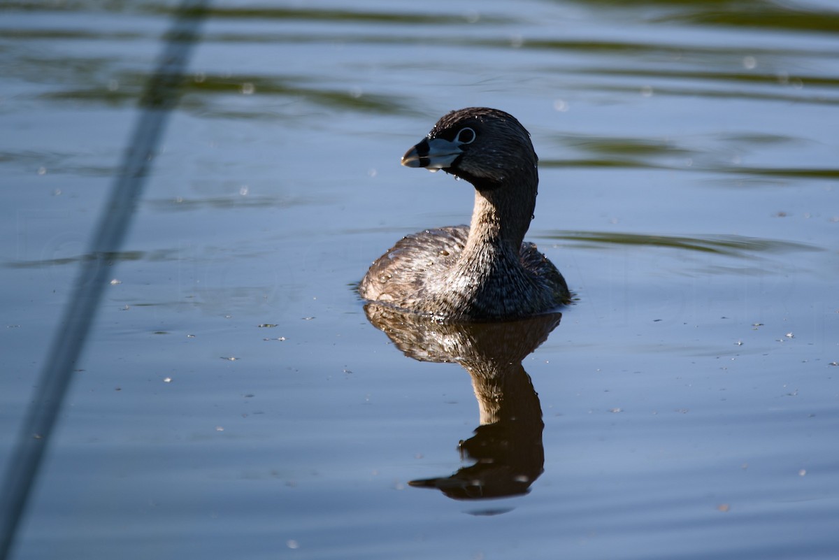 Pied-billed Grebe - ML646886627