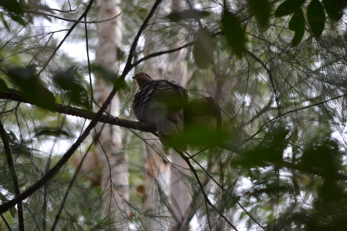 kanelgjøkdue - ML646886629