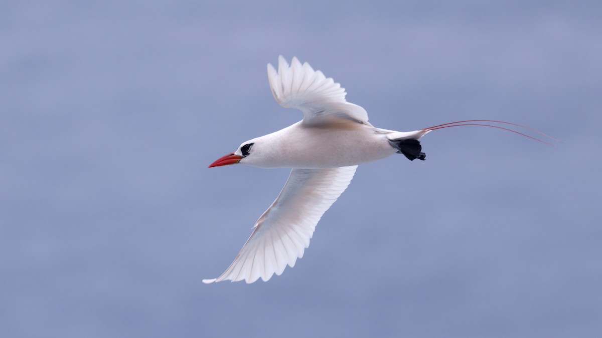 Red-tailed Tropicbird - ML646886632
