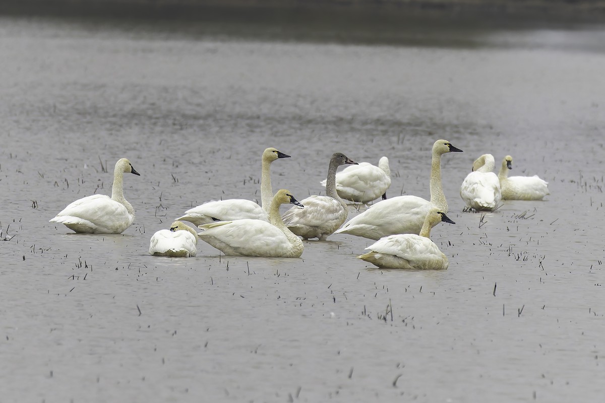 Beltxarga txistularia - ML646886634