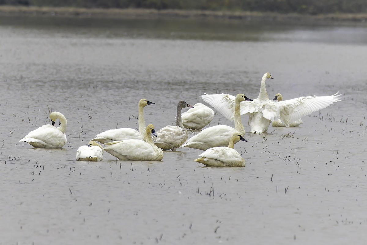 Beltxarga txistularia - ML646886635