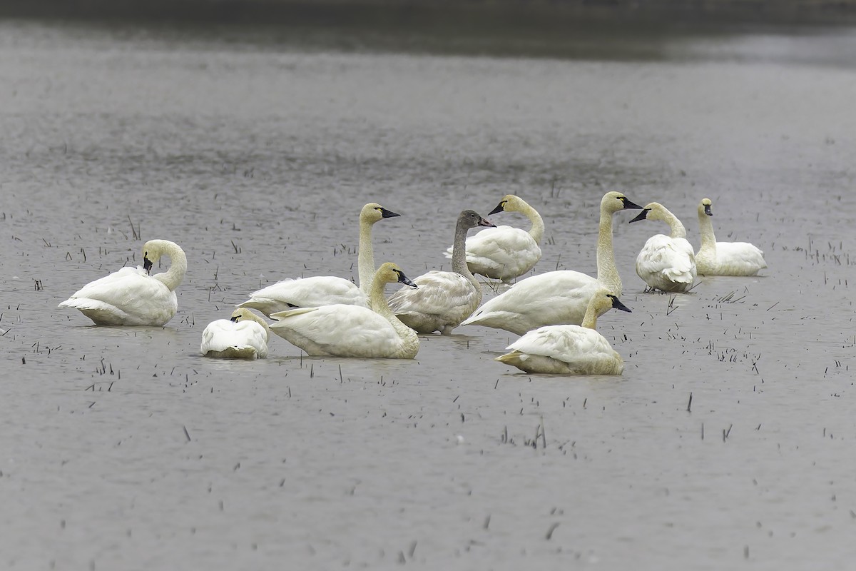 Beltxarga txistularia - ML646886636