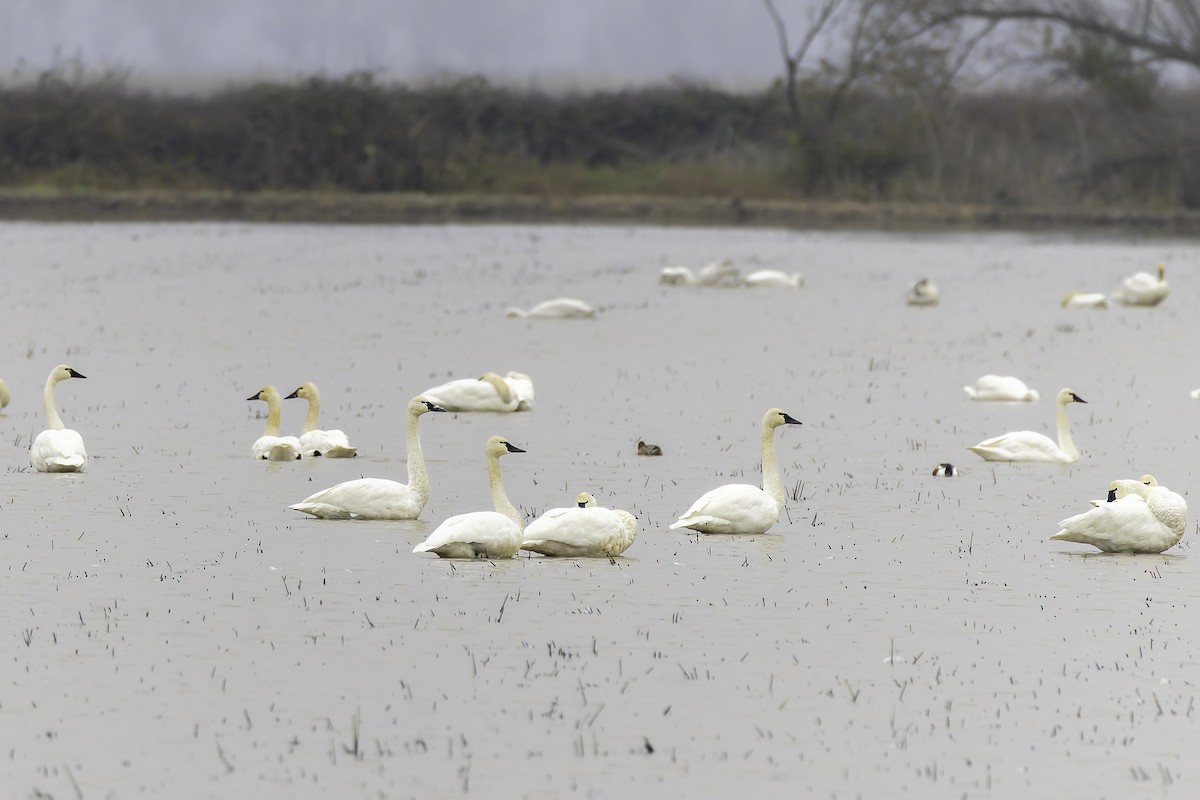 Beltxarga txistularia - ML646886637