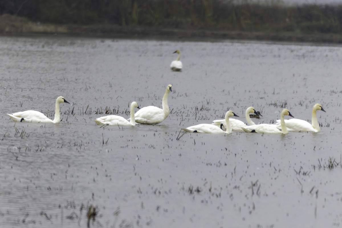 Beltxarga txistularia - ML646886638