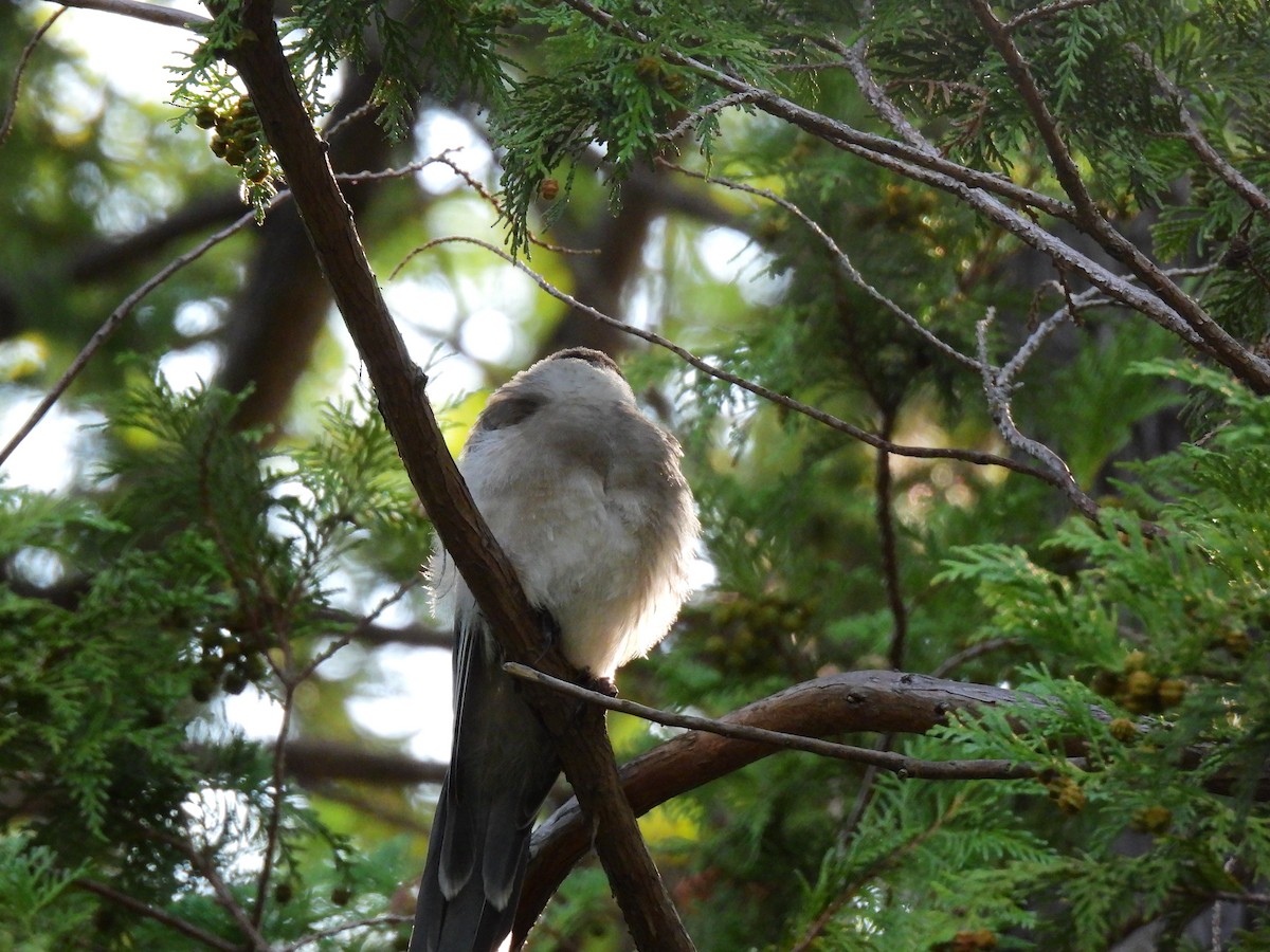 Azure-winged Magpie - ML646886639