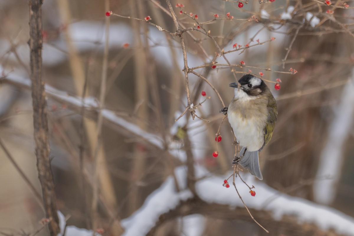 Chinabülbül - ML646886640