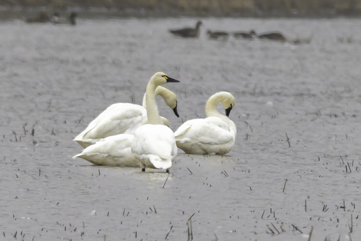 Beltxarga txistularia - ML646886644