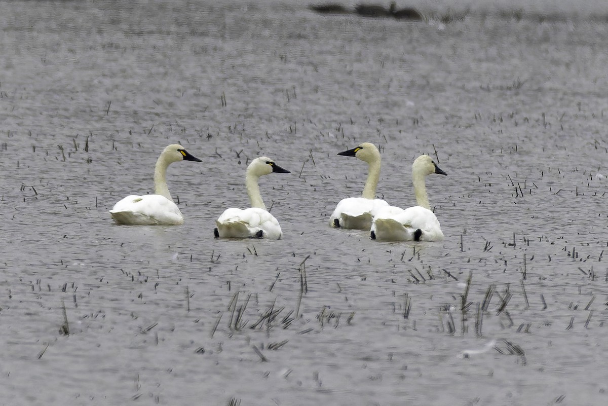 Beltxarga txistularia - ML646886645