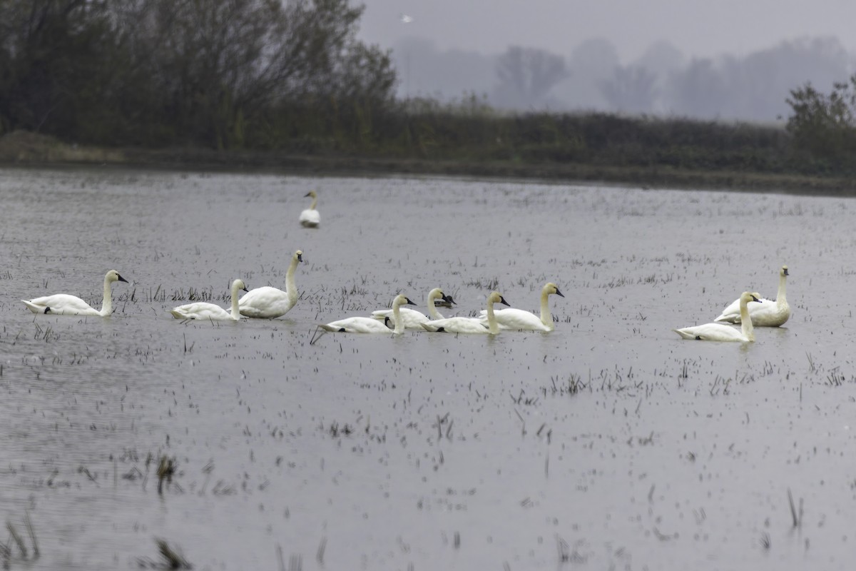 Beltxarga txistularia - ML646886646