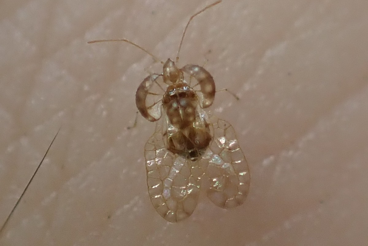 Animali - ML646886647