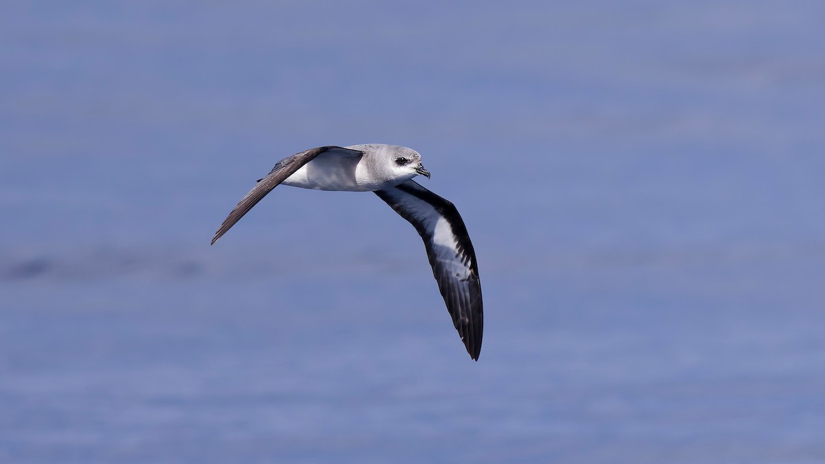 Black-winged Petrel - ML646886650