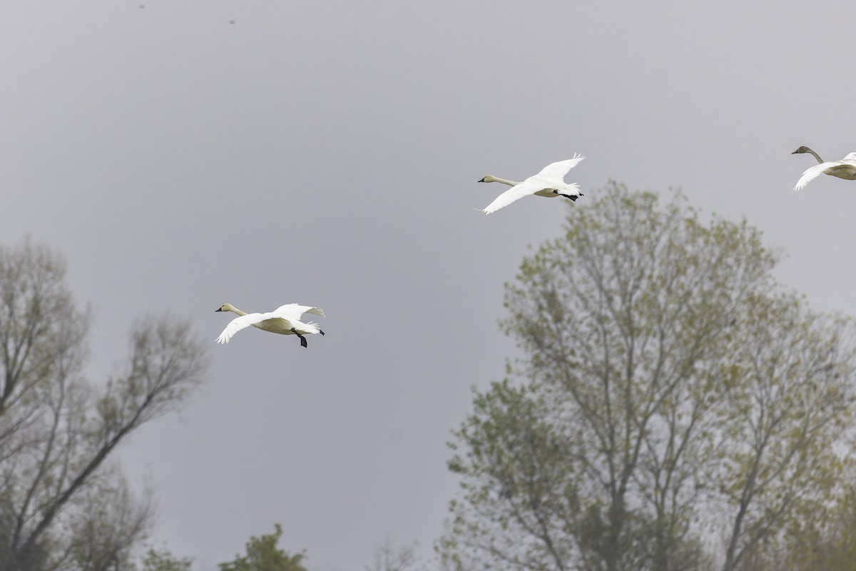 Beltxarga txistularia - ML646886651