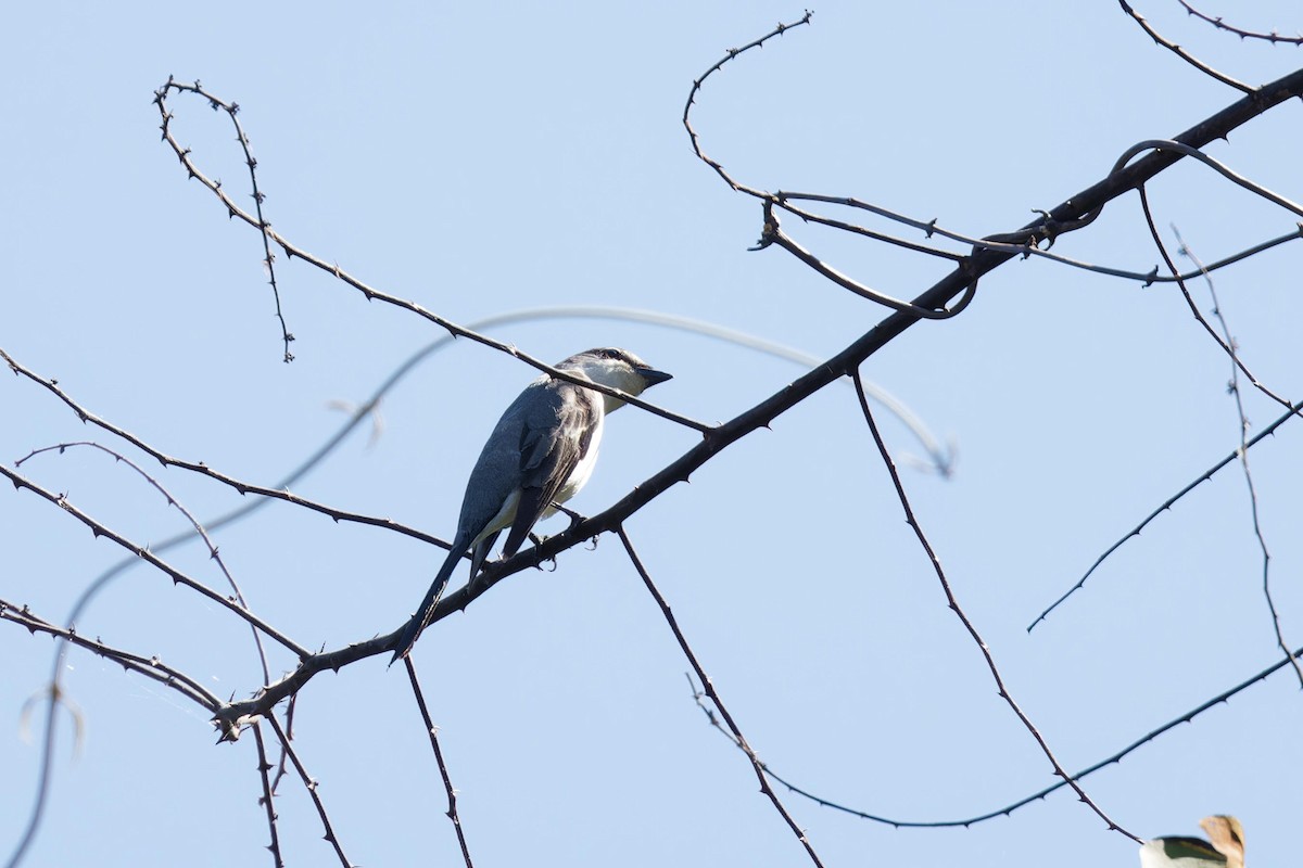 Minivet Ceniciento - ML646886653