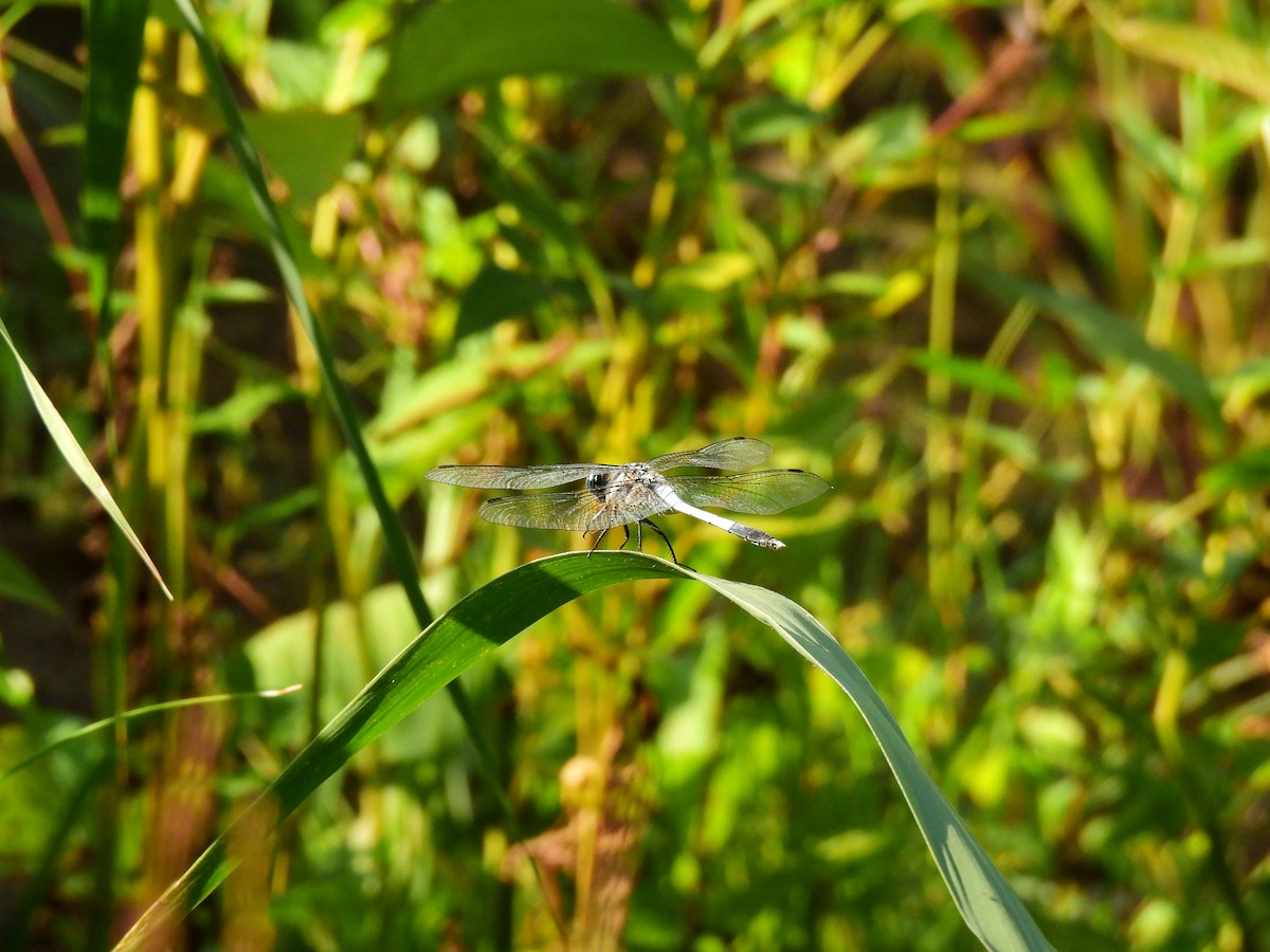 Animali - ML646886654