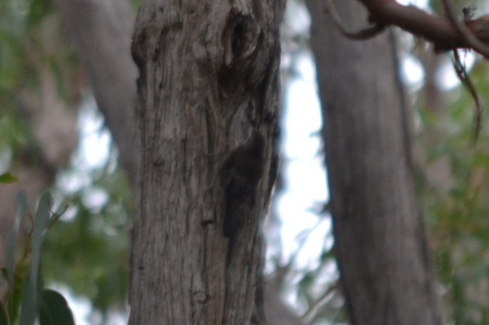 White-throated Treecreeper - ML646886655