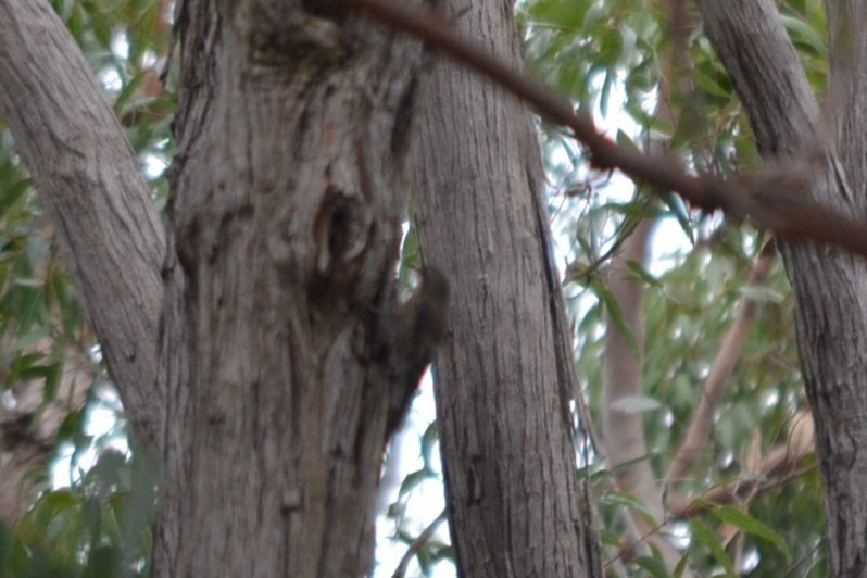 White-throated Treecreeper - ML646886656
