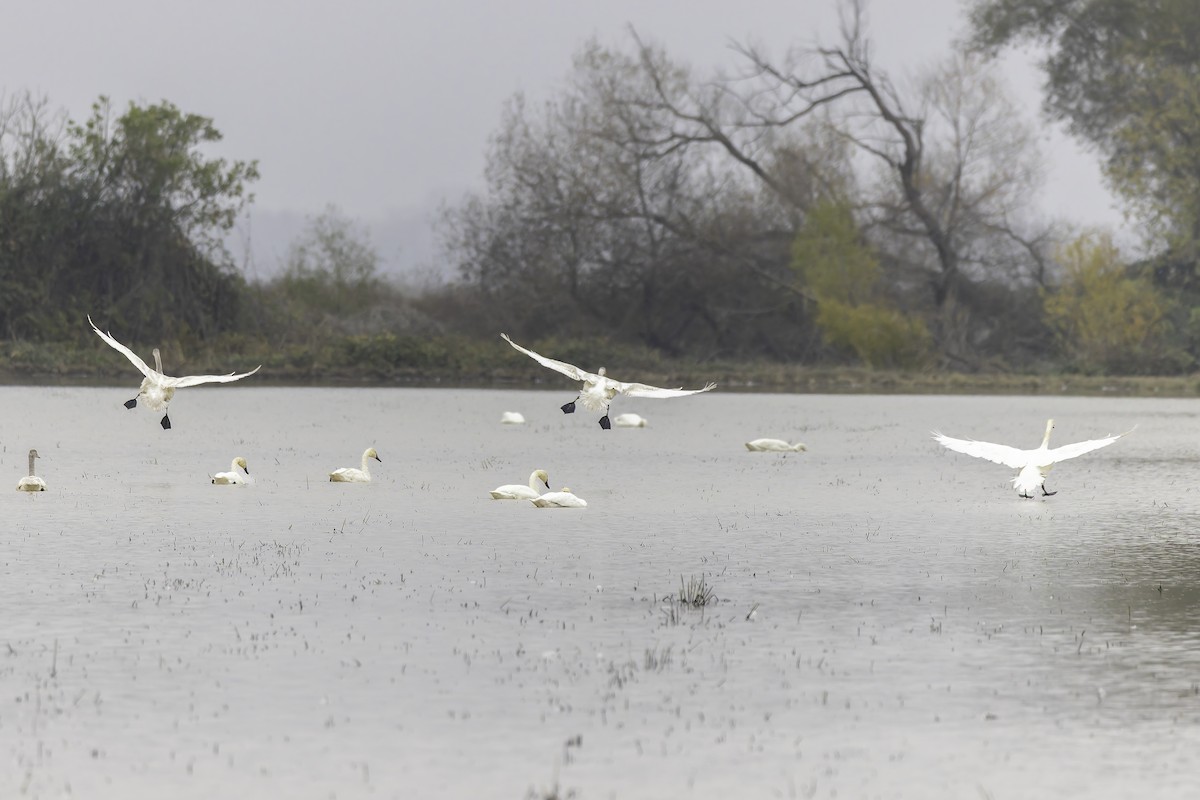 Beltxarga txistularia - ML646886663