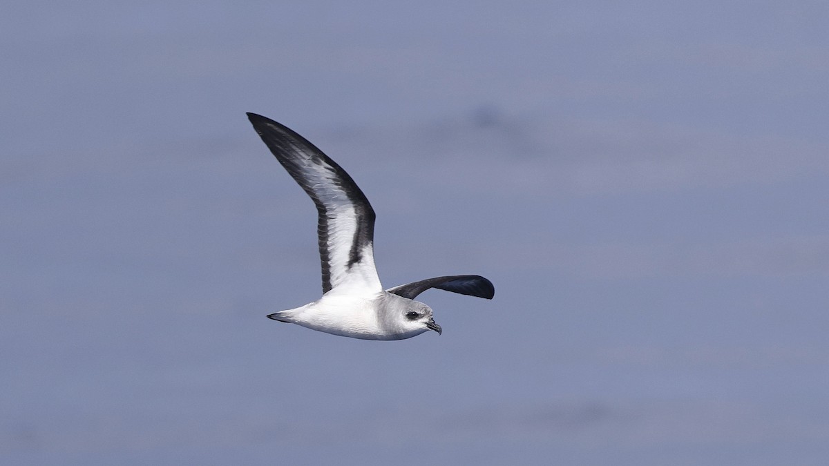 Black-winged Petrel - ML646886664