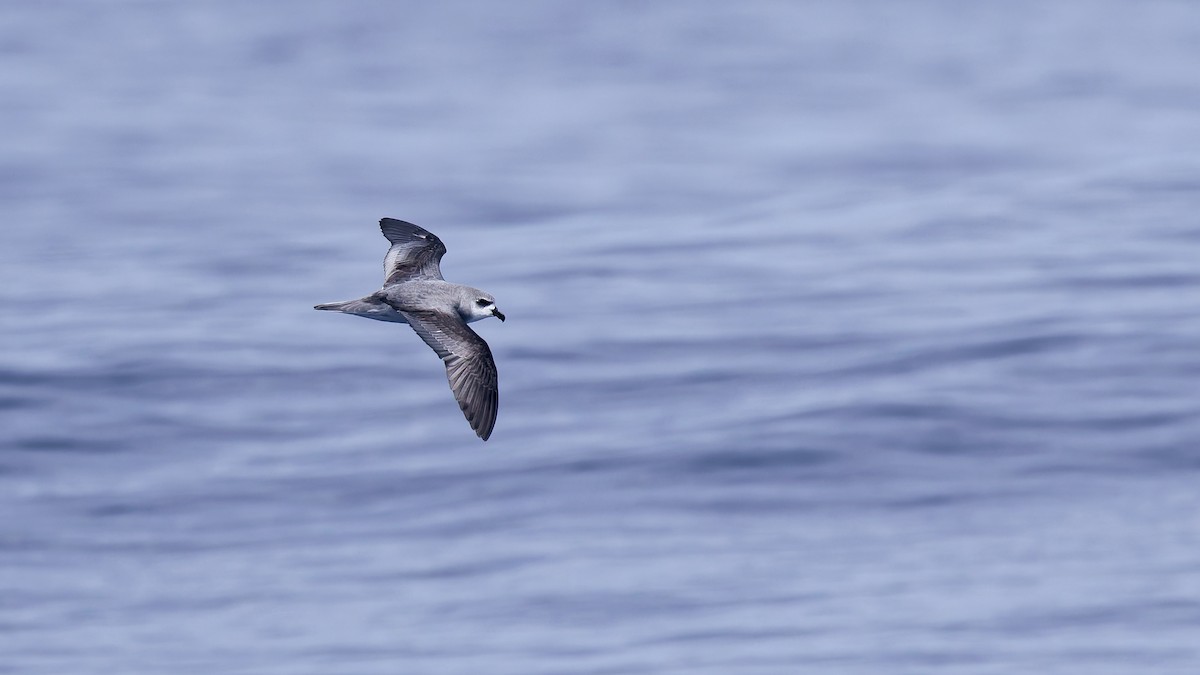 Black-winged Petrel - ML646886671