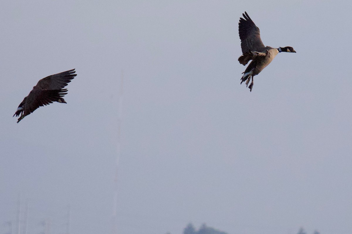 Cackling Goose (Aleutian) - ML646886674