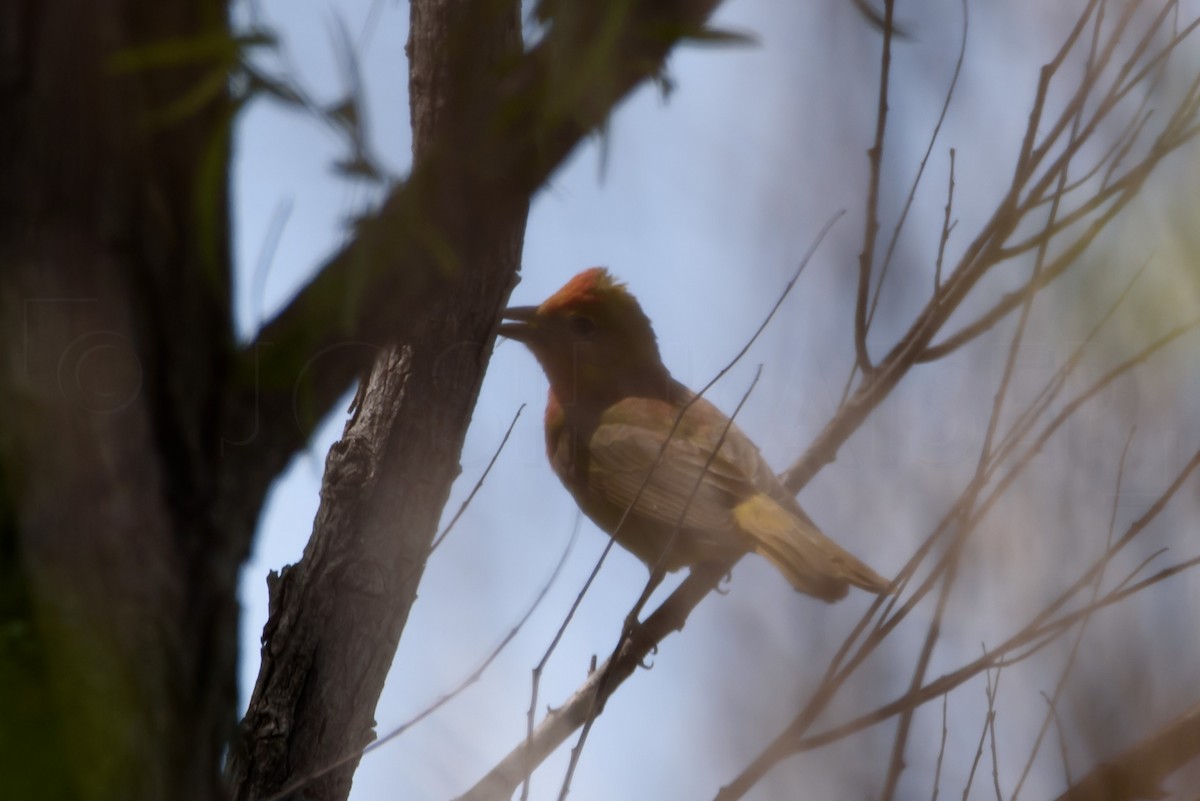 Hepatic Tanager (Northern) - ML646886675