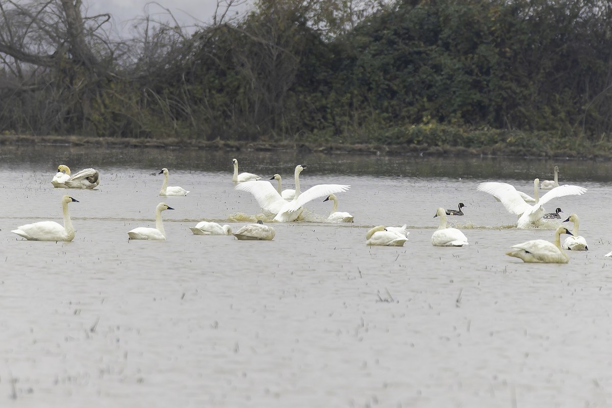 Beltxarga txistularia - ML646886676