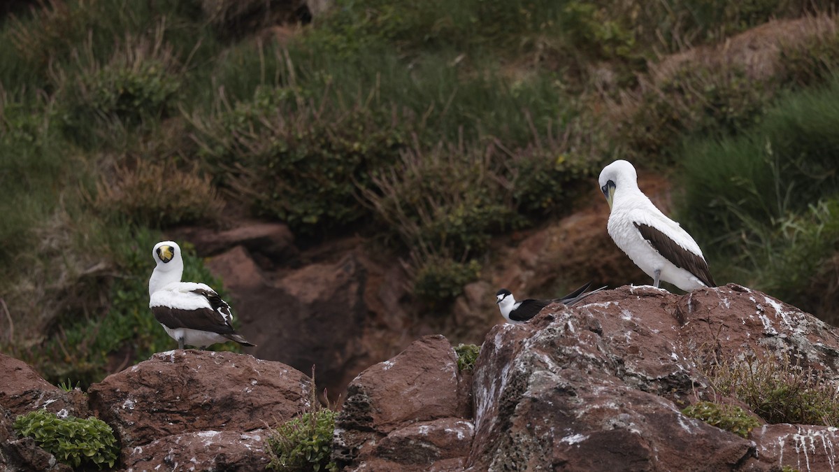 Masked Booby - ML646886679