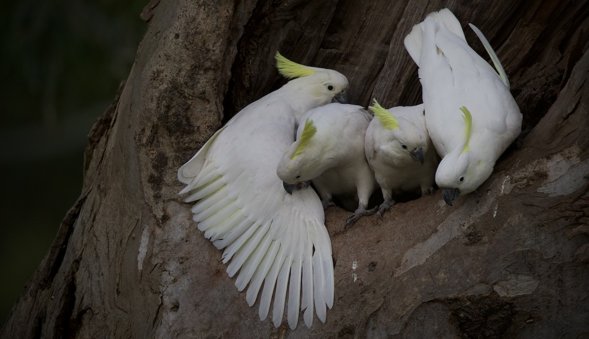 Sulphur-crested Cockatoo - ML646886680