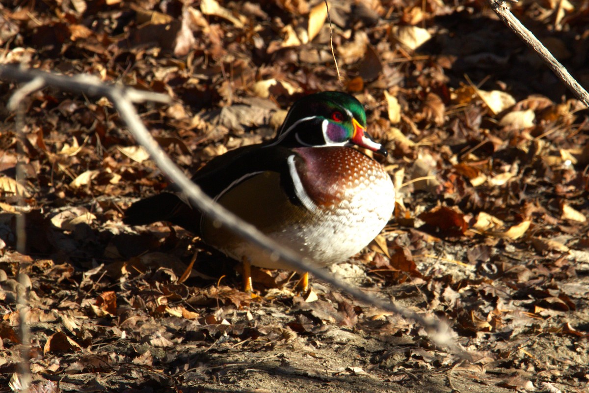 Canard branchu - ML646886681
