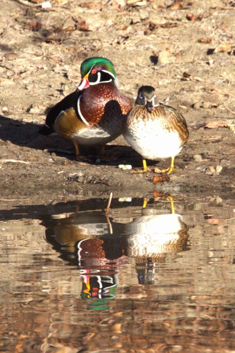 Canard branchu - ML646886682