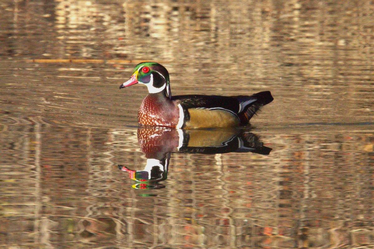 Canard branchu - ML646886683