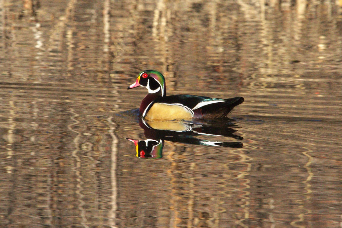 Canard branchu - ML646886684