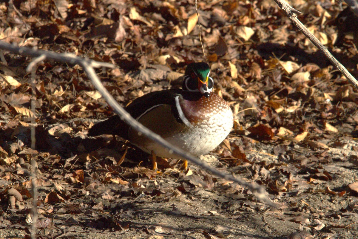 Canard branchu - ML646886685