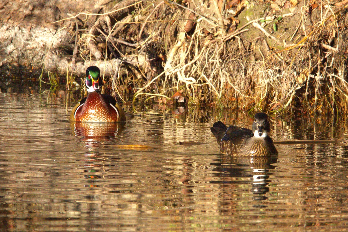 Canard branchu - ML646886686